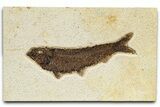 Detailed Fossil Fish (Knightia) - Wyoming #370861-1